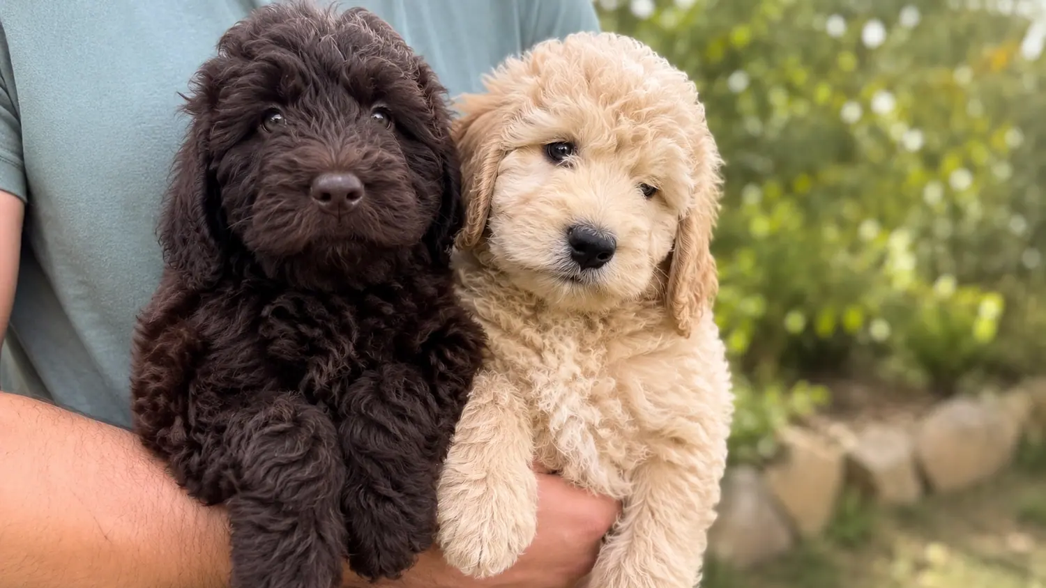 Dos cachorros de Australian Cobberdog, uno chocolate y otro crema, sostenidos en brazos por una persona