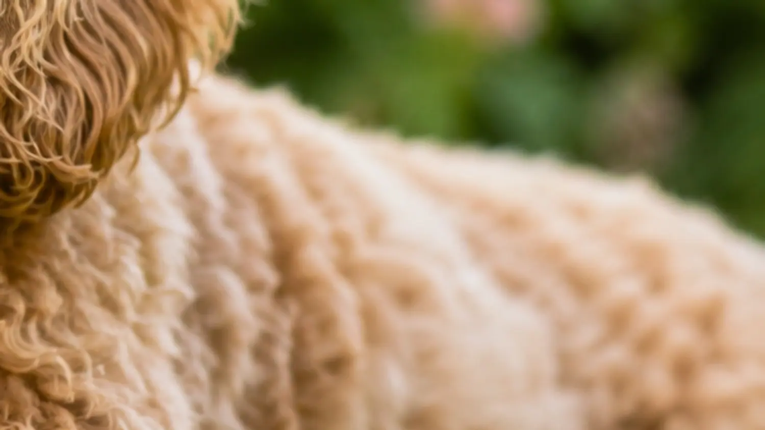Detalle del manto ondulado y rizado de un Australian Cobberdog albaricoque